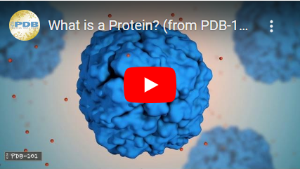 단백질이란 무엇입니까?